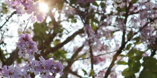 美丽的粉红色花朵枝与阳光