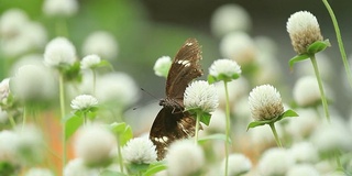 蝴蝶在花园里的一朵白花上