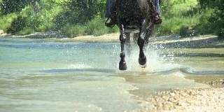 高清慢镜头:马在水中奔跑