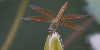 红蜻蜓呼吸急促，忙着抓虫子，浅DOF。