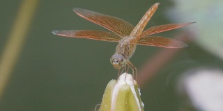 蜻蜓抓住一只有翅膀的昆虫，咬，吞，嚼。