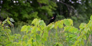 雄性红翅黑鹂在树枝上歌唱