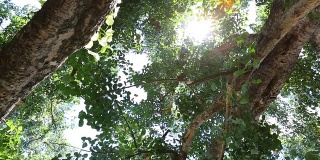 绿油油的森林里有阳光，多莉拍摄