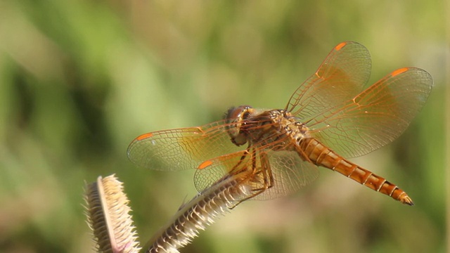Close up dragon fly