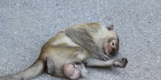 猴子的双腿截肢