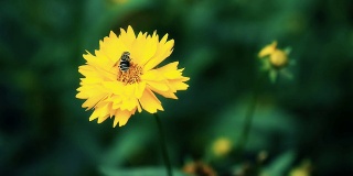 蜜蜂在黄色雏菊花上