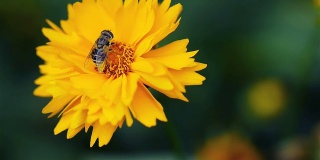 蜜蜂在黄色雏菊花上