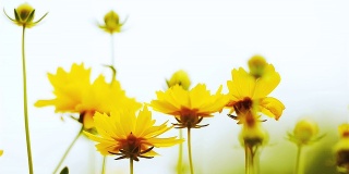 黄色的雏菊在微风中盛开