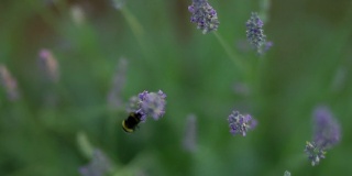 大黄蜂在薰衣草上