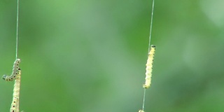 Сaterpillars在网上