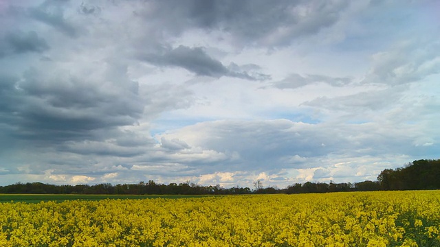 高清运动延时:油菜田与Cloudscape