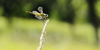 慢镜头:麦穗上的蜻蜓