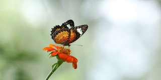 花上的帝王蝶