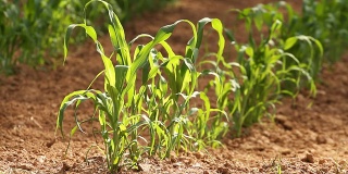 玉米地里成排的玉米幼苗