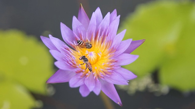 紫莲花和许多蜜蜂