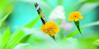 蝴蝶吃花粉