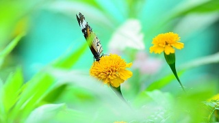 蝴蝶吃花粉视频素材模板下载