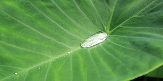 雨水落在树叶上