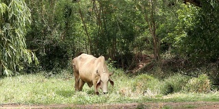 泰国森林中的奶牛亚洲。