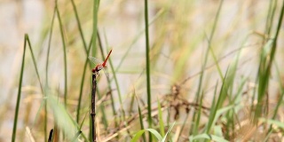 红蜻蜓在棍子和声音上。