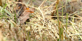 橙色蜻蜓在飞，声音响亮。