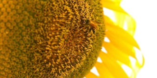 向日葵上的蜜蜂