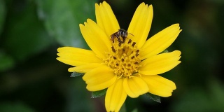 食蚜蝇在小黄花上