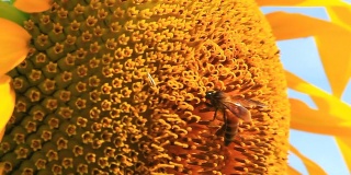 向日葵上的蜜蜂宏