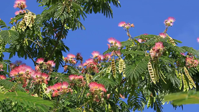 丝绸树;Albizia julibrissin