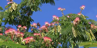 丝绸树;Albizia julibrissin