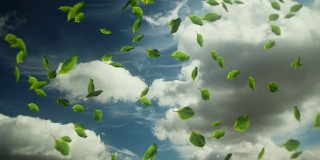 循环:树叶在多云的天空中飘落。