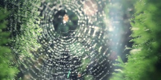 两张带透镜光斑的蜘蛛网