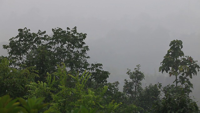 森林中大雨