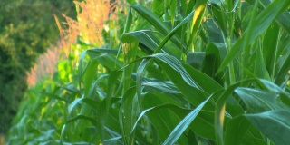 玉米田灌溉
