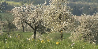 美丽的瑞士春天的照片