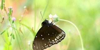 黑蝴蝶栖息在一朵花上