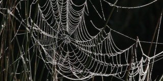 晶莹剔透的蜘蛛网被河水的反光冲刷