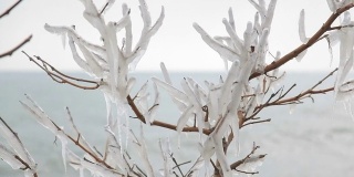 树枝上覆盖着冰层，背景是大海