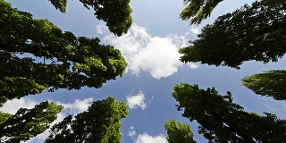 在多云的天空下，树木从下面射出