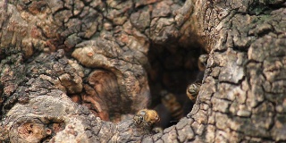 蜜蜂在树洞里工作