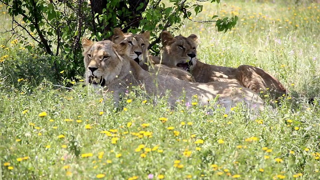一群狮子在草地上休息
