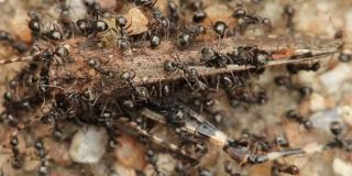 蚂蚁吃死蚱蜢