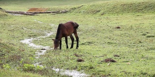 马吃草喝水。