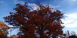 秋天橡树站在时间流逝的天空