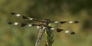 蜻蜓的翅膀