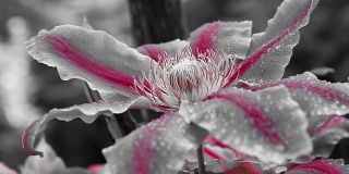 高清多莉:美丽的抽象花