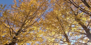 秋风吹黄银杏树