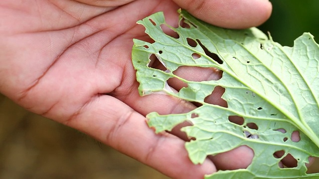 鉴定植物害虫危害。