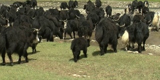 西藏东部草原上的牦牛
