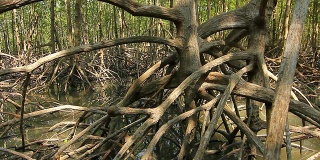 红树林的根